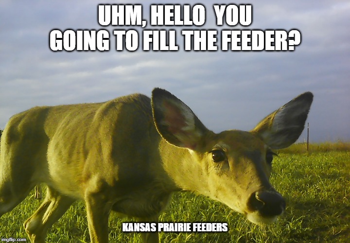 Doe 1 | UHM, HELLO  YOU GOING TO FILL THE FEEDER? KANSAS PRAIRIE FEEDERS | image tagged in doe 1 | made w/ Imgflip meme maker
