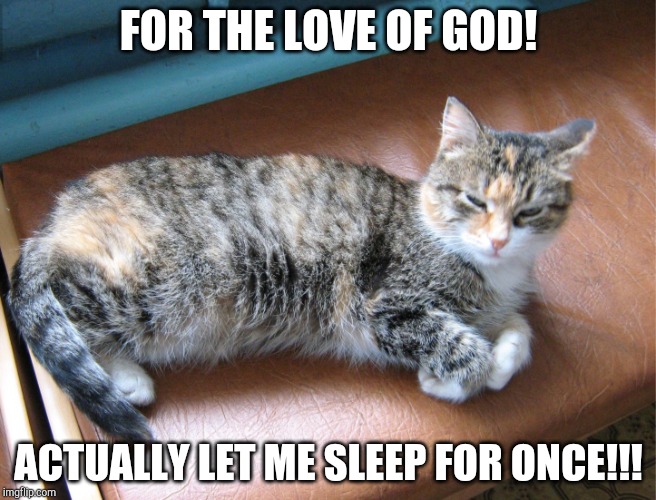 Actually let me sleep for once!!! | FOR THE LOVE OF GOD! ACTUALLY LET ME SLEEP FOR ONCE!!! | image tagged in memes,cats,funny cats,annoyed | made w/ Imgflip meme maker
