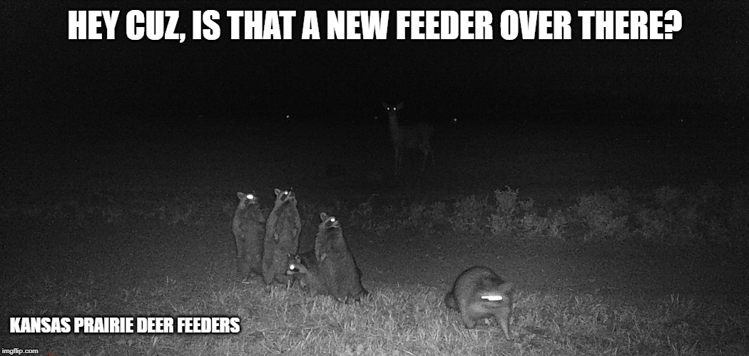 racoons deer feeder | HEY CUZ, IS THAT A NEW FEEDER OVER THERE? KANSAS PRAIRIE DEER FEEDERS | image tagged in deer | made w/ Imgflip meme maker