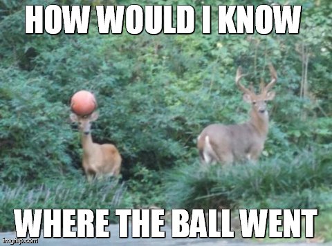image tagged in funny,deer,animals | made w/ Imgflip meme maker