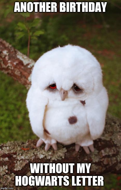 sad owl | ANOTHER BIRTHDAY; WITHOUT MY HOGWARTS LETTER | image tagged in sad owl | made w/ Imgflip meme maker