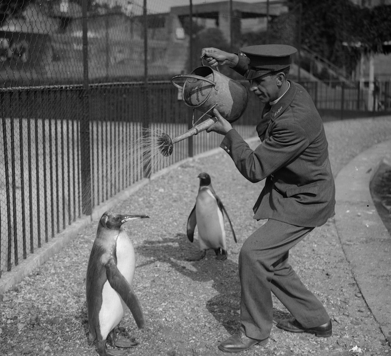 High Quality A zookeeper pours water on a penguin on a hot day Blank Meme Template