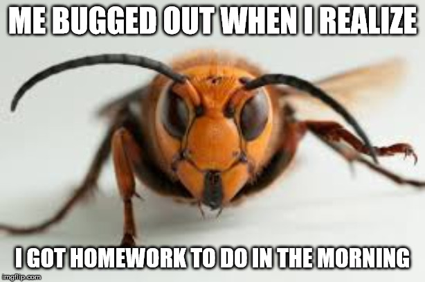 wasp | ME BUGGED OUT WHEN I REALIZE; I GOT HOMEWORK TO DO IN THE MORNING | image tagged in wasp | made w/ Imgflip meme maker