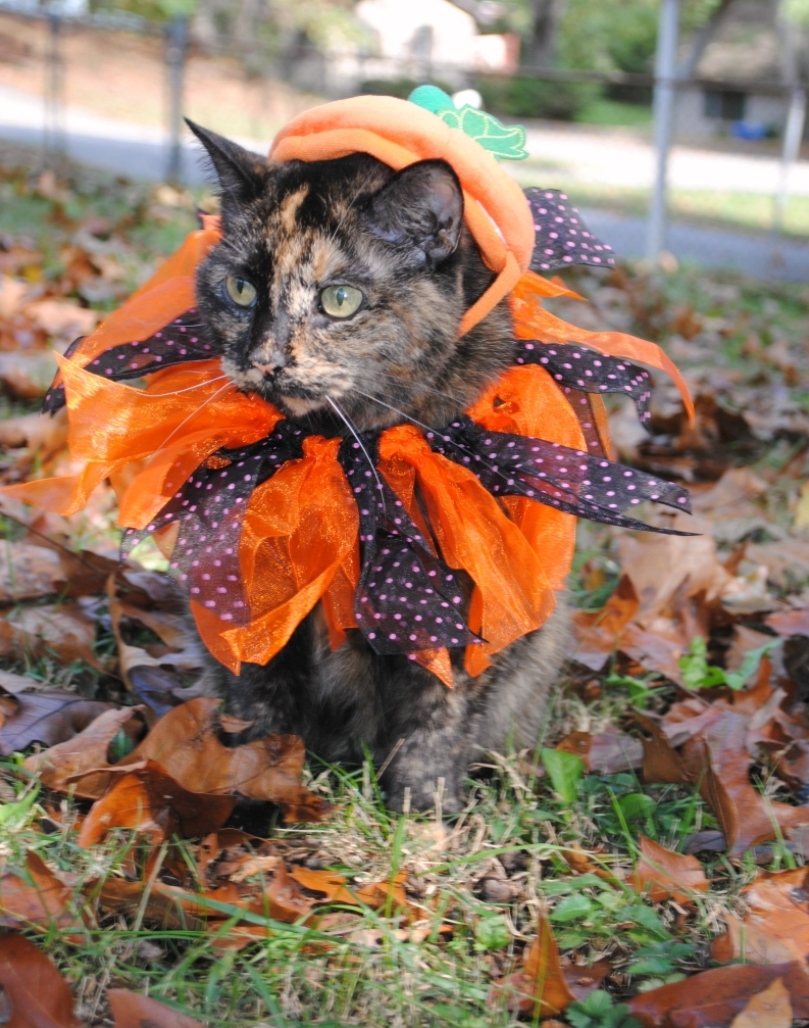 Autumn cat Blank Meme Template