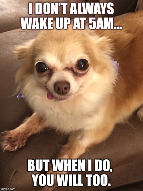 I DON’T ALWAYS WAKE UP AT 5AM... BUT WHEN I DO, 
YOU WILL TOO. | image tagged in dog,early riser,chihuahua | made w/ Imgflip meme maker