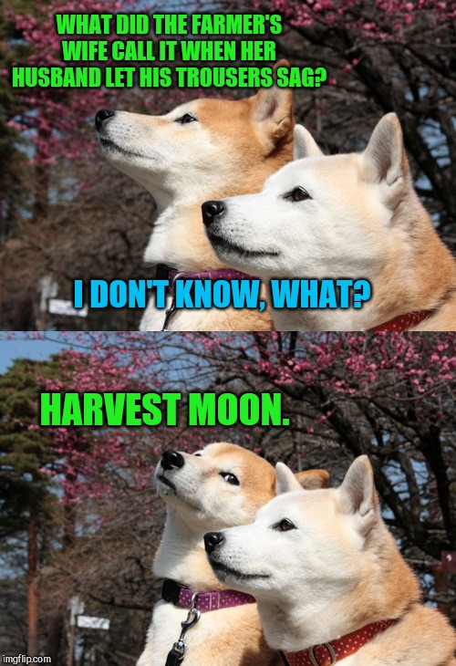 Bad pun dogs | WHAT DID THE FARMER'S WIFE CALL IT WHEN HER HUSBAND LET HIS TROUSERS SAG? I DON'T KNOW, WHAT? HARVEST MOON. | image tagged in bad pun dogs,farmer,jokes | made w/ Imgflip meme maker