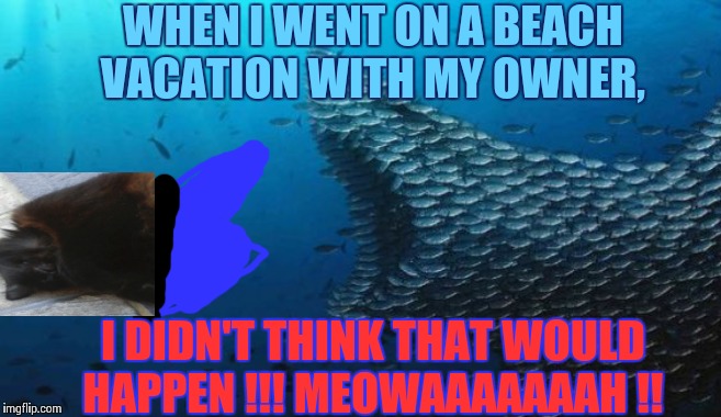 Nyan running from the big fishark!! |  WHEN I WENT ON A BEACH VACATION WITH MY OWNER, I DIDN'T THINK THAT WOULD HAPPEN !!! MEOWAAAAAAAH !! | image tagged in fish teamwork | made w/ Imgflip meme maker