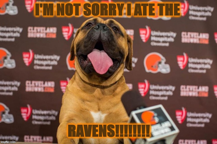 Swagger not sorry | I'M NOT SORRY I ATE THE; RAVENS!!!!!!!! | image tagged in swagger,baltimore ravens | made w/ Imgflip meme maker