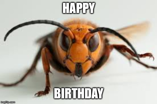 wasp | HAPPY BIRTHDAY | image tagged in wasp | made w/ Imgflip meme maker