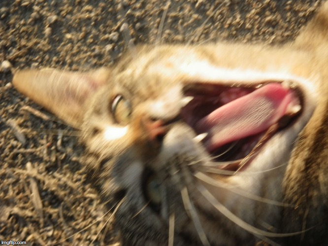 Laughing cat | . | image tagged in laughing cat | made w/ Imgflip meme maker