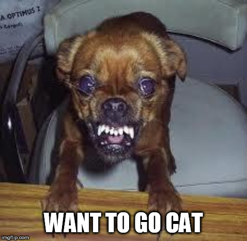mad dog! | WANT TO GO CAT | image tagged in mad dog | made w/ Imgflip meme maker