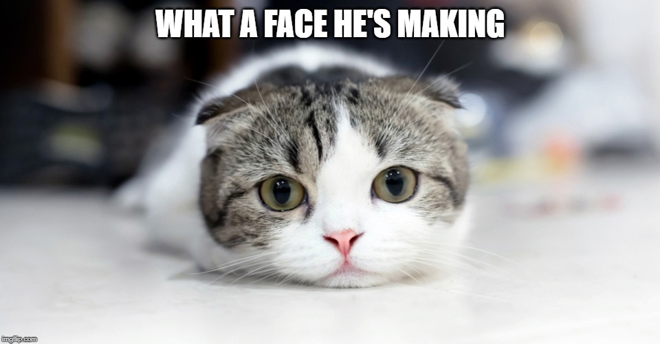 Resting Cat Face | WHAT A FACE HE'S MAKING | image tagged in cute cat | made w/ Imgflip meme maker