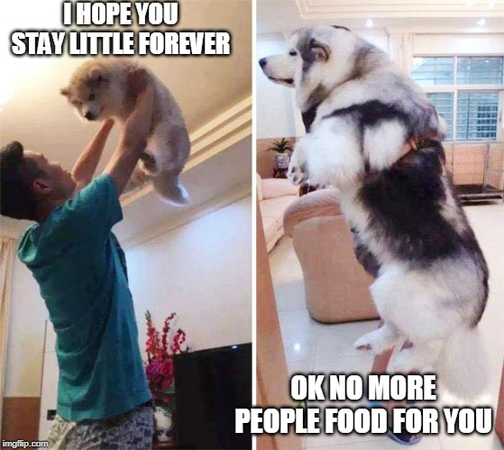 BIG DOGE | I HOPE YOU STAY LITTLE FOREVER; OK NO MORE PEOPLE FOOD FOR YOU | image tagged in dogs,doge | made w/ Imgflip meme maker