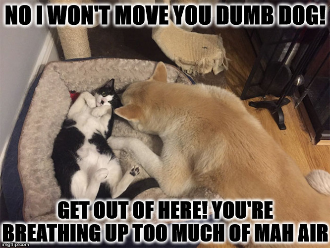 MY AIR | NO I WON'T MOVE YOU DUMB DOG! GET OUT OF HERE! YOU'RE BREATHING UP TOO MUCH OF MAH AIR | image tagged in my air | made w/ Imgflip meme maker