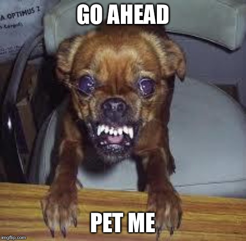 mad dog! | GO AHEAD PET ME | image tagged in mad dog | made w/ Imgflip meme maker