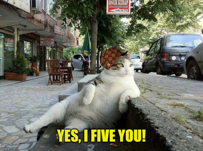 All good cat | YES, I FIVE YOU! | image tagged in all good cat | made w/ Imgflip meme maker