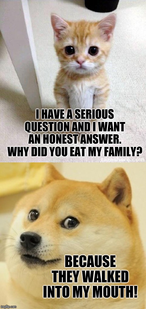 Cat v Dog - Honest Answer | I HAVE A SERIOUS QUESTION AND I WANT AN HONEST ANSWER. WHY DID YOU EAT MY FAMILY? BECAUSE THEY WALKED INTO MY MOUTH! | image tagged in memes,doge,cute cat,cute,food,family | made w/ Imgflip meme maker