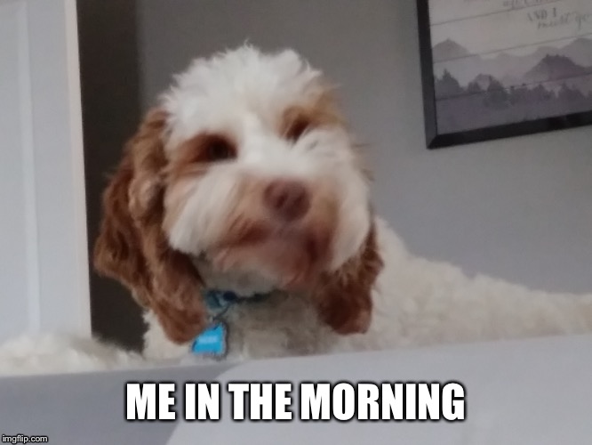 Confused in the morning | ME IN THE MORNING | image tagged in funny dogs | made w/ Imgflip meme maker
