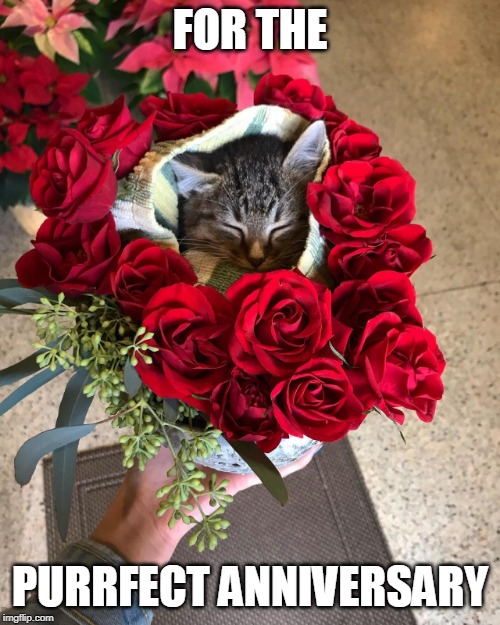 SHE WILL LOVE IT | FOR THE; PURRFECT ANNIVERSARY | image tagged in cats,cute cat,anniversary | made w/ Imgflip meme maker