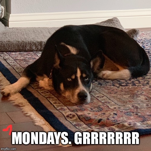 Bored Dog | MONDAYS. GRRRRRRR | image tagged in bored dog | made w/ Imgflip meme maker