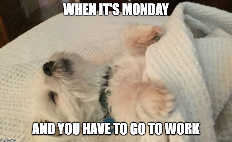 Dead tired | WHEN IT'S MONDAY; AND YOU HAVE TO GO TO WORK | image tagged in so tired | made w/ Imgflip meme maker