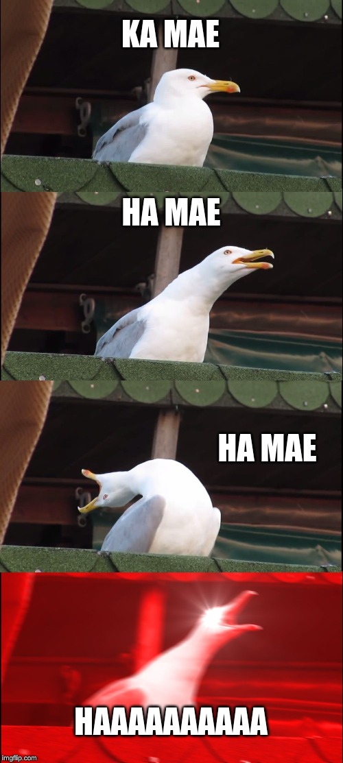 Inhaling Seagull | KA MAE; HA MAE; HA MAE; HAAAAAAAAAA | image tagged in memes,inhaling seagull | made w/ Imgflip meme maker