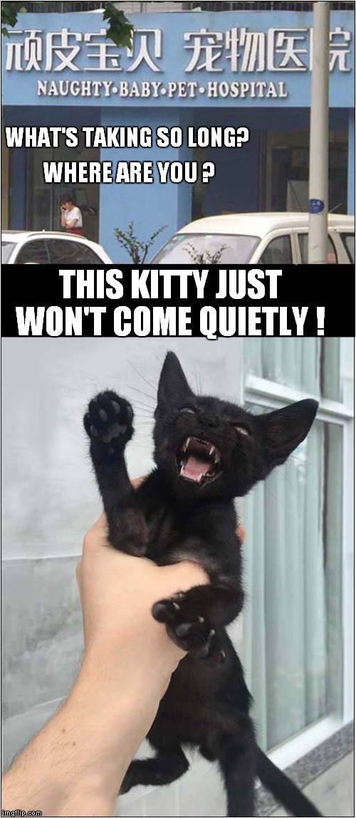 Naughty Kitten Doesn't Want To Go ! | WHAT'S TAKING SO LONG? WHERE ARE YOU ? THIS KITTY JUST WON'T COME QUIETLY ! | image tagged in cats,hospital | made w/ Imgflip meme maker