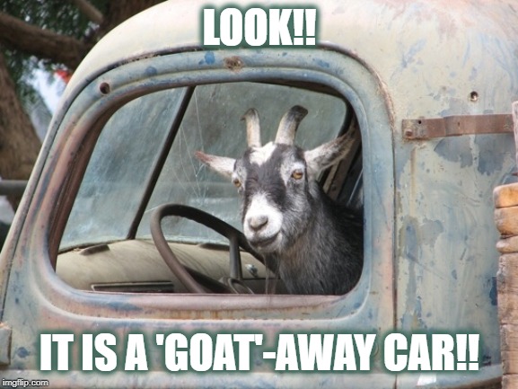 GoatDriving | LOOK!! IT IS A 'GOAT'-AWAY CAR!! | image tagged in goatdriving | made w/ Imgflip meme maker