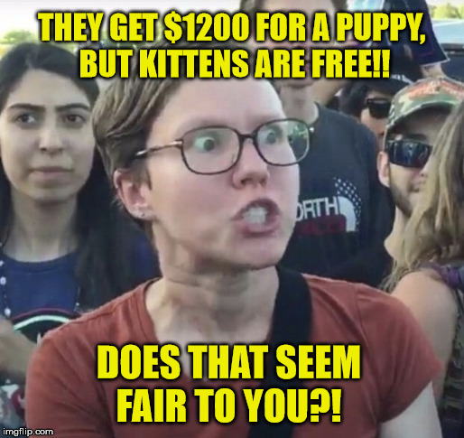 Feline Wage Inequality | THEY GET $1200 FOR A PUPPY, 
BUT KITTENS ARE FREE!! DOES THAT SEEM FAIR TO YOU?! | image tagged in triggered feminist,cats are awesome,income inequality,liberal logic | made w/ Imgflip meme maker
