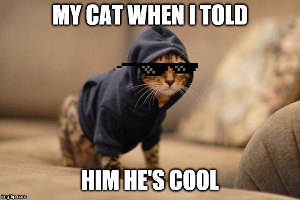 Hoody Cat Meme | MY CAT WHEN I TOLD; HIM HE'S COOL | image tagged in memes,hoody cat | made w/ Imgflip meme maker