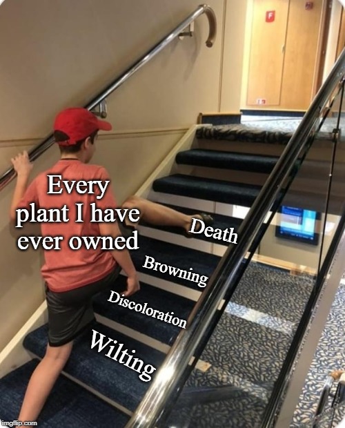 Skipping steps | Every plant I have ever owned; Death; Browning; Discoloration; Wilting | image tagged in skipping steps | made w/ Imgflip meme maker