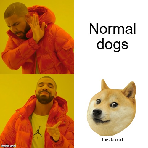 which dog would you want | Normal dogs; this breed | image tagged in memes,drake hotline bling | made w/ Imgflip meme maker