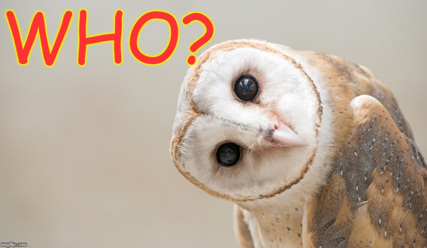 WHO? | WHO? | image tagged in who,woo,owl | made w/ Imgflip meme maker