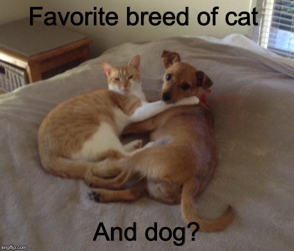 My favorite cat breed is tuxedo, for dog it’s shiba inu | Favorite breed of cat; And dog? | image tagged in cats and dogs living together,tuxedo cat,shiba inu,doge,cat,dog | made w/ Imgflip meme maker