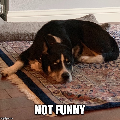 Bored Dog | NOT FUNNY | image tagged in bored dog | made w/ Imgflip meme maker