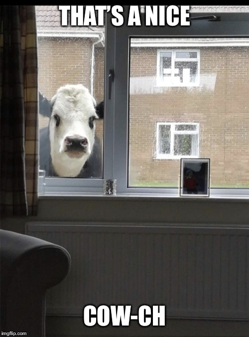 Can I come in cow | THAT’S A NICE; COW-CH | image tagged in can i come in cow | made w/ Imgflip meme maker