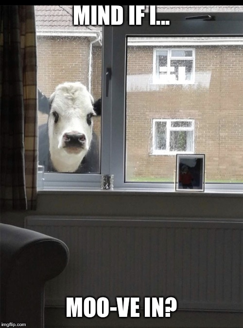 Can I come in cow | MIND IF I... MOO-VE IN? | image tagged in can i come in cow | made w/ Imgflip meme maker