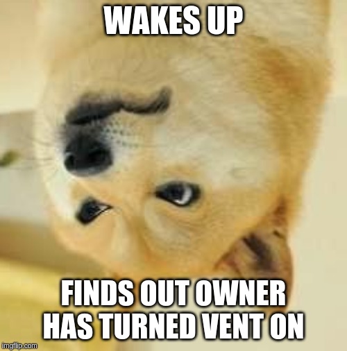 angry doge | WAKES UP; FINDS OUT OWNER HAS TURNED VENT ON | image tagged in angry doge | made w/ Imgflip meme maker