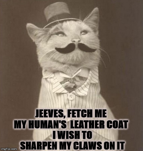 JEEVES | JEEVES, FETCH ME MY HUMAN'S  LEATHER COAT; I WISH TO SHARPEN MY CLAWS ON IT | image tagged in jeeves | made w/ Imgflip meme maker
