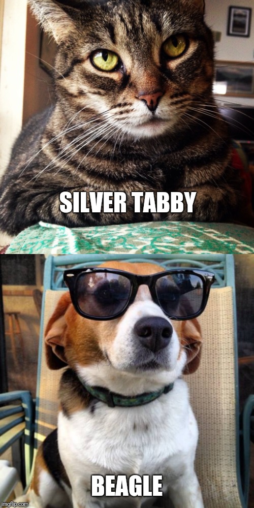 SILVER TABBY BEAGLE | image tagged in beagle sunglasses,tabby cat | made w/ Imgflip meme maker