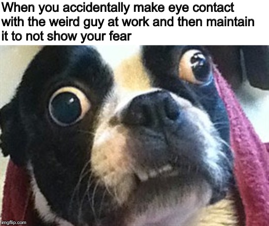 I hope I’m convincing | When you accidentally make eye contact with the weird guy at work and then maintain it to not show your fear | image tagged in eyes wide open terrier,memes,funny,work humor,did i make it worse,dogs | made w/ Imgflip meme maker