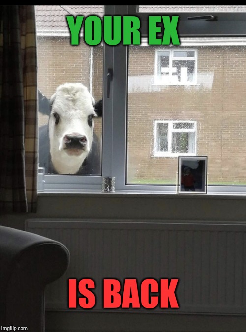 Can I come in cow | YOUR EX; IS BACK | image tagged in can i come in cow | made w/ Imgflip meme maker