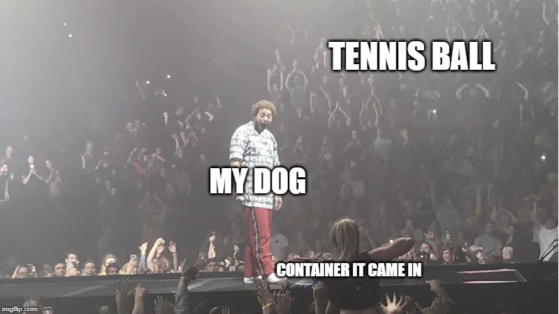 TENNIS BALL; MY DOG; CONTAINER IT CAME IN | image tagged in dogs,memes,funny,post malone | made w/ Imgflip meme maker