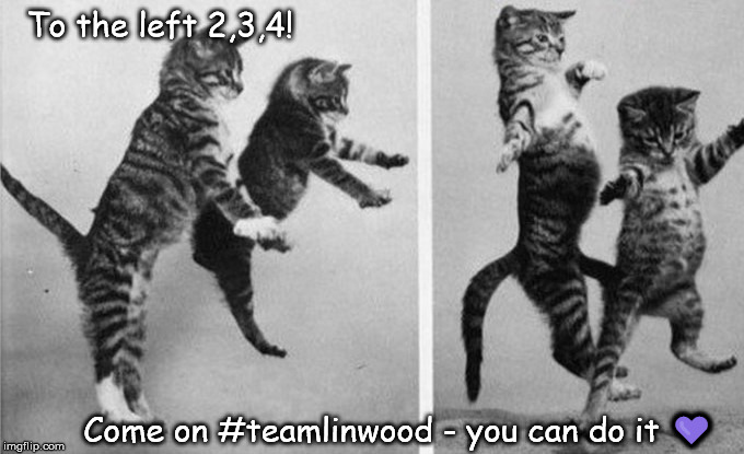 Team Linwood Highland Hustle Cats | To the left 2,3,4! Come on #teamlinwood - you can do it 💜 | image tagged in cats,dancing,hustle | made w/ Imgflip meme maker
