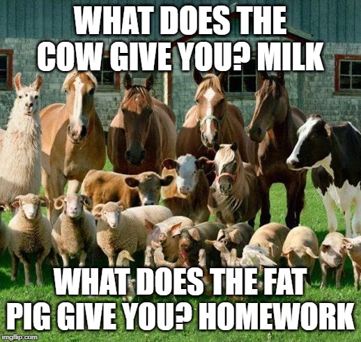 Fat pigs | WHAT DOES THE COW GIVE YOU? MILK; WHAT DOES THE FAT PIG GIVE YOU? HOMEWORK | image tagged in memes | made w/ Imgflip meme maker