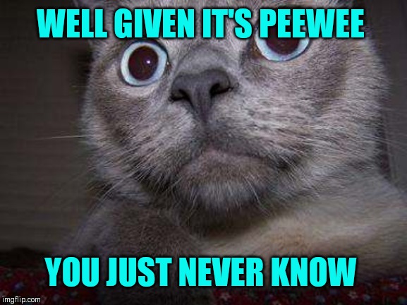 Freaky eye cat | WELL GIVEN IT'S PEEWEE YOU JUST NEVER KNOW | image tagged in freaky eye cat | made w/ Imgflip meme maker