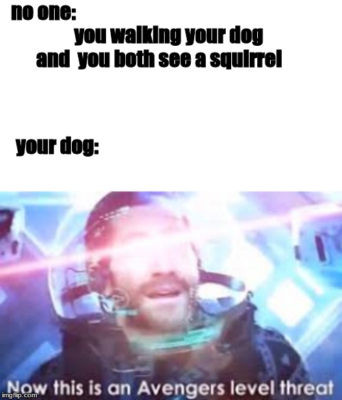 no one:                                                               
   you walking your dog 
and  you both see a squirrel; your dog: | image tagged in funny meme | made w/ Imgflip meme maker