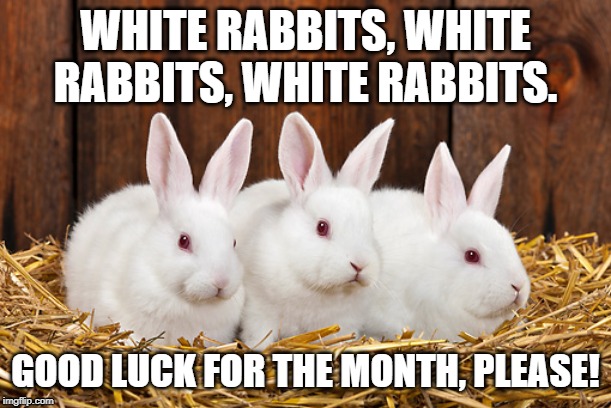 Rabbits For Luck | WHITE RABBITS, WHITE RABBITS, WHITE RABBITS. GOOD LUCK FOR THE MONTH, PLEASE! | image tagged in rabbit,white,good luck,old wives tale,bunny,wish | made w/ Imgflip meme maker