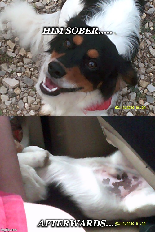 My dog | HIM SOBER..... AFTERWARDS.... | image tagged in crazy dog | made w/ Imgflip meme maker