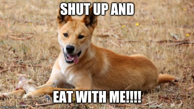 Dingo | SHUT UP AND; EAT WITH ME!!!! | image tagged in dingo | made w/ Imgflip meme maker